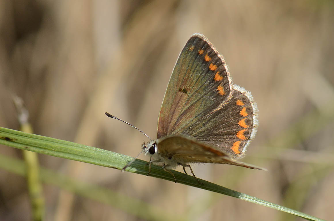 Lycaenidae da id.